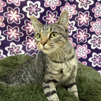 Ripley -  Domestic Short Hair Cat for Adoption in Riverwoods, Illinois - Ripley | PetCurious