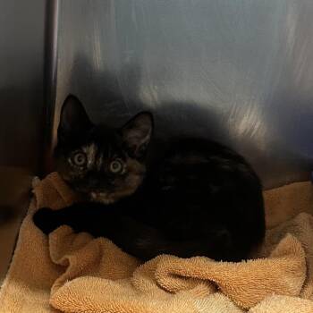 Samantha -  Domestic Short Hair Cat for Adoption in Starkville, Mississippi - Samantha | PetCurious