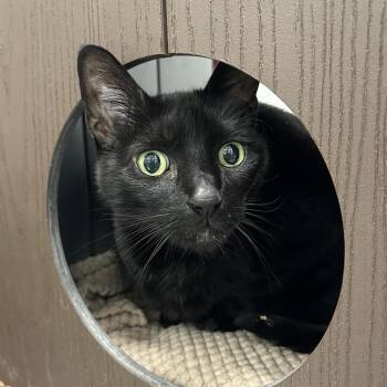 Marisa -  Domestic Short Hair Cat for Adoption in West Palm Beach, Florida - Marisa | PetCurious