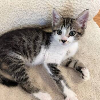 Freckles AKA Beach Bum -  Domestic Medium Hair Cat for Adoption in Chesapeake, Virginia - Freckles AKA Beach Bum | PetCurious
