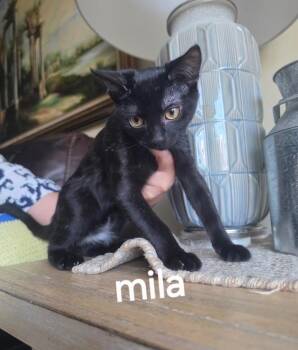 Mila -  Domestic Short Hair Cat for Adoption in San Antonio, Texas - Mila | PetCurious