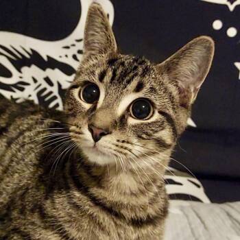 Bic -  Domestic Short Hair Cat for Adoption in Richmond, Virginia - Bic | PetCurious