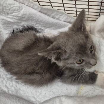 Artie -  Domestic Short Hair Cat for Adoption in Lake Panasoffkee, Florida - Artie | PetCurious