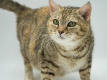 Loretta -  Domestic Short Hair Cat for Adoption in Bowling Green, Kentucky - Loretta | PetCurious