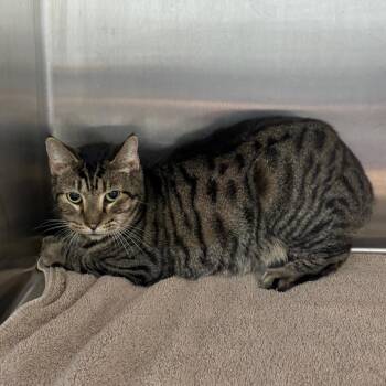 Fat Man -  Domestic Short Hair Cat for Adoption in Morganton, North Carolina - Fat Man | PetCurious