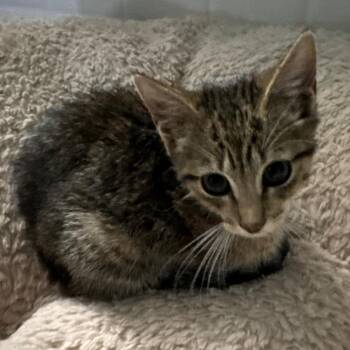 Suki -  Domestic Short Hair Cat for Adoption in Titusville, Florida - Suki | PetCurious