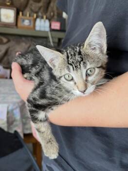 Sochi Hollanov -  Domestic Short Hair and Tabby Cat for Adoption in Chandler, Arizona - Sochi Hollanov | PetCurious