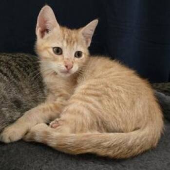 Freddy -  Domestic Short Hair Cat for Adoption in Liverpool, Texas - Freddy | PetCurious