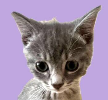 Jenny -  Domestic Short Hair Cat for Adoption in Savannah, Georgia - Jenny | PetCurious