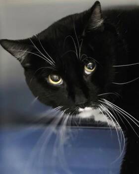 Bubba -  Domestic Short Hair Cat for Adoption in Fishers, Indiana - Bubba | PetCurious