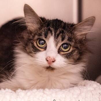 Rescue Domestic Short Hair Cats for Adoption in Brockton, Massachusetts - Tinsel | PetCurious