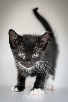Toby -  Domestic Short Hair Cat Available for Adoption in Elmwood, Louisiana - Toby | PetCurious