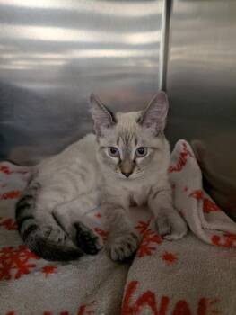 Sasha -  Siamese Cat for Adoption in Tucson, Arizona - Sasha | PetCurious