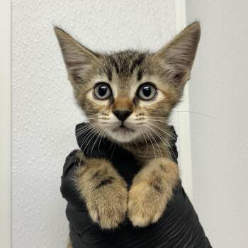 Rainbow -  Domestic Short Hair Cat for Adoption in Abilene, Texas - Rainbow | PetCurious