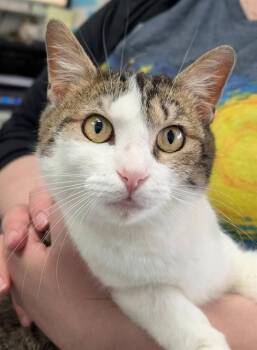 Domestic Short Hair Cats Available for Adoption in Canfield, Ohio - TULIP | PetCurious
