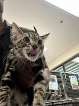 BINGO -  Domestic Short Hair Cat for Adoption in West Palm Beach, Florida - BINGO | PetCurious