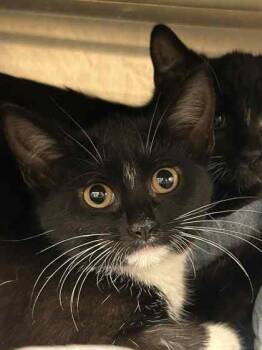 Rescue Domestic Short Hair Cats for Adoption in Munster, Indiana - Dyson | PetCurious