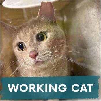 Cinnamon Toast -  Domestic Short Hair Cat for Adoption in Asheville, North Carolina - Cinnamon Toast | PetCurious