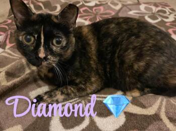 Rescue Domestic Short Hair Cats for Adoption in Terrell, Texas - Diamond | PetCurious