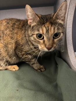 Elaine -  Domestic Short Hair Cat for Adoption in Liverpool, New York - Elaine | PetCurious