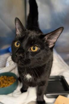 Licorice -  Domestic Short Hair Cat for Adoption in Fall River, Massachusetts - Licorice | PetCurious