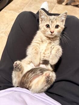 Sophie - super affectionate little baby girl -  Dilute Tortoiseshell Cat for Adoption in Neenah, Wisconsin - Sophie - Super Affectionate Little Baby Girl | PetCurious