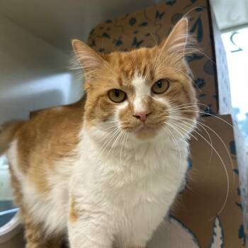 Butter Chicken -  Domestic Medium Hair Cat for Adoption in West Olive, Michigan - Butter Chicken | PetCurious