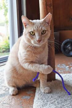 Rescue American Shorthair Cats for Adoption in Johnstown, New York - Honey | PetCurious