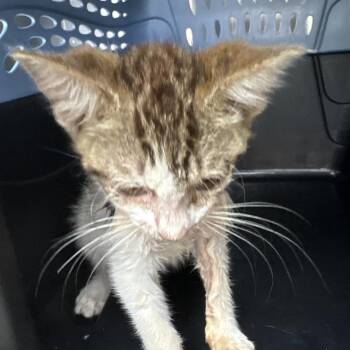 Otis -  Domestic Short Hair Cat for Adoption in Milton, Florida - Otis | PetCurious
