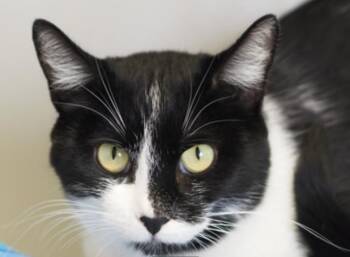 Falcon -  Domestic Short Hair Cat for Adoption in Buena Vista, Colorado - Falcon | PetCurious