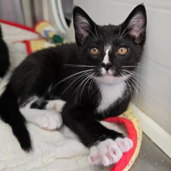 Eagle -  Extra Toes Cat Hemingway Polydactyl Cat for Adoption in Spokane, Washington - Eagle | PetCurious
