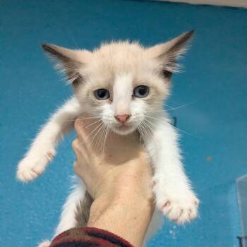 Sabrina -  Domestic Short Hair Cat for Adoption in Wahiawa, Hawaii - Sabrina | PetCurious