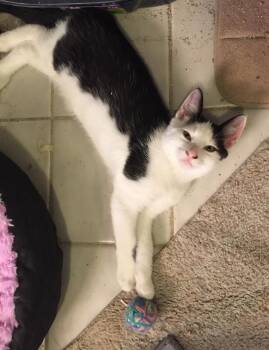 Bill -  Domestic Short Hair Cat for Adoption in Hamilton, Ontario - Bill | PetCurious