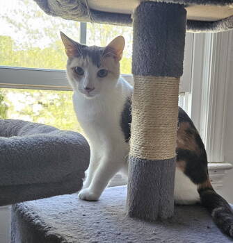 Rescue Domestic Short Hair Cats for Adoption in Trenton, New Jersey - Arabella Hope | PetCurious