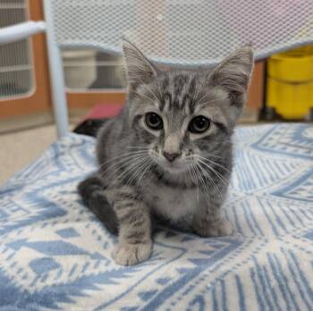 Rin -  Domestic Short Hair Cat for Adoption in Little Rock, Arkansas - Rin | PetCurious