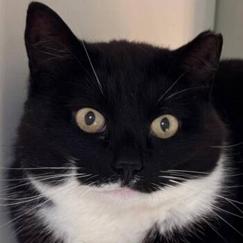 Macy -  Domestic Short Hair Cat for Adoption in Salisbury, Massachusetts - Macy | PetCurious