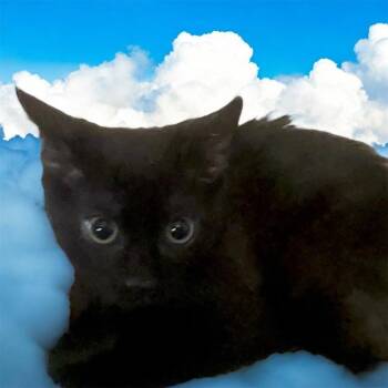 Domestic Medium Hair Cats Available for Adoption - Slick | PetCurious