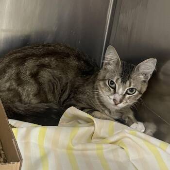 Domestic Medium Hair Cats Available for Adoption in Donalsonville, Georgia - Bennett 9 Zayn | PetCurious