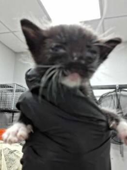 Musa -  Domestic Short Hair Cat for Adoption in Sevierville, Tennessee - Musa | PetCurious