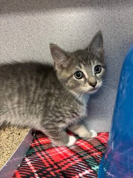 Gopher -  Domestic Short Hair Cat for Adoption in Liverpool, New York - Gopher | PetCurious