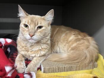 Willy Nelson -  Domestic Medium Hair Cat for Adoption in Renton, Washington - Willy Nelson | PetCurious