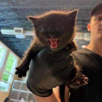 Pie -  Domestic Short Hair Cat for Adoption in Huntington, West Virginia - Pie | PetCurious