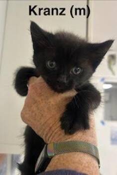 Kranz -  Domestic Short Hair Cat for Adoption in Saugerties, New York - Kranz | PetCurious