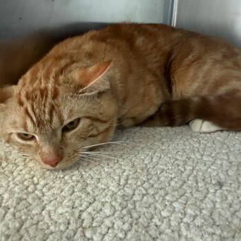 American Shorthair Cats Available for Adoption in Bethel, Connecticut - Panthro | PetCurious