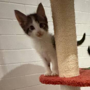 Famous Amos -  Domestic Short Hair Cat for Adoption in Juno Beach, Florida - Famous Amos | PetCurious