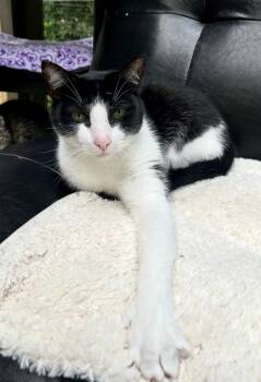 Big League Chew -  Domestic Short Hair Cat for Adoption in Maple Ridge, British Columbia - Big League Chew | PetCurious