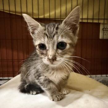 Clover -  Domestic Short Hair Cat for Adoption in Springfield, Illinois - Clover | PetCurious