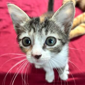 Cali -  Domestic Short Hair Cat for Adoption in Liverpool, Texas - Cali | PetCurious