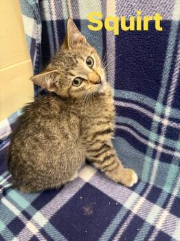 squirt -  Domestic Short Hair Cat for Adoption in Rensselaer, Indiana - Squirt | PetCurious