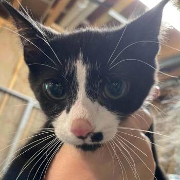 Sir Burch -  Domestic Short Hair Cat for Adoption in Inwood, West Virginia - Sir Burch | PetCurious